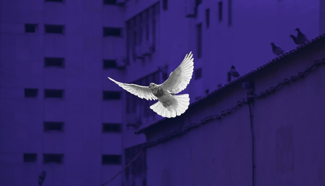 2 - breaking free - migration - dove-flying